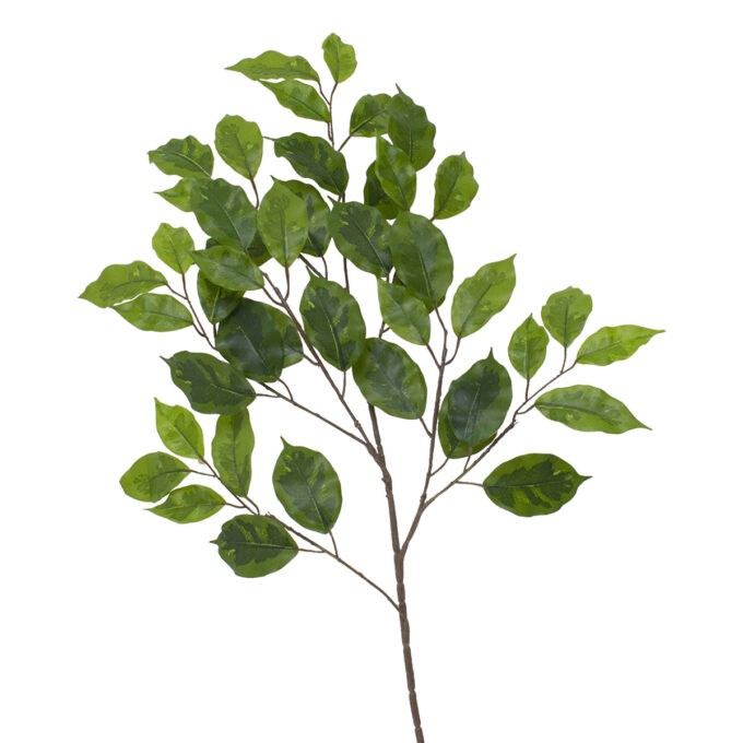 ima tree : type1 low ベンジャミン 斑入り