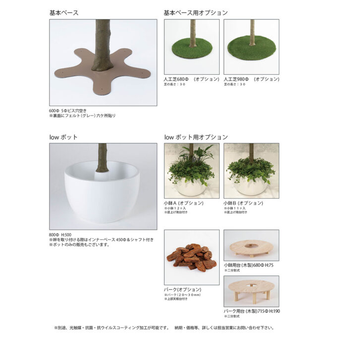 ima tree : type1 low ベンジャミン 斑入り